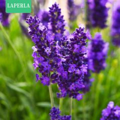 LAPERLA——薰衣草-DIY趣味种植盆栽-种子-秋冬花卉-芳香植物-办公室桌面创意盆栽