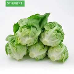 STHUBERT——新鲜蔬菜-生菜沙拉蔬菜叶质脆嫩口感西餐沙拉蔬菜500g即食清洗生菜